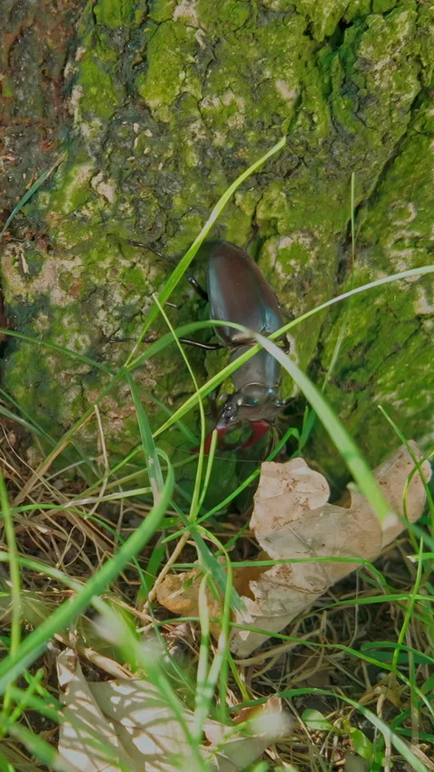 Against backdrop of green moss and rough texture of oak bark, Stag Beetle creeps Stock Footage 338024352