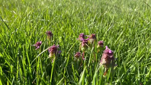 Against a backdrop of lush green grass, a family of young clear purple Stock Footage 240895191