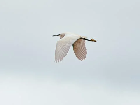 Against a backdrop of a pale, cloudless sky, a single egret flies. The bird Stock Photos