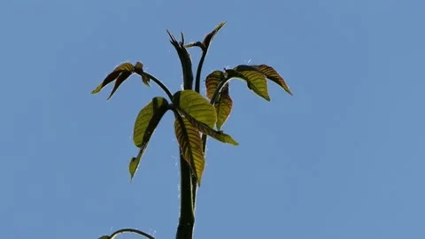 Against the background of a blue cloudless sky, a branch of a tree trembles. Stock Footage 133809059