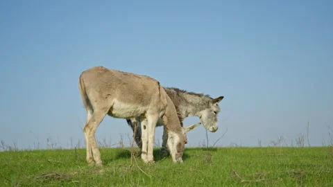 Against the background of a blue sky and a green lawn, two donkeys are eating Vídeos de archivo 238749340