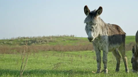 Against the background of the blue sky and the green lawn, a donkey with a long Stock Footage 238799414