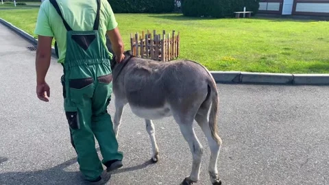 Against the background of the blue sky and the green lawn, the donkey shakes its Stock Footage 251999409