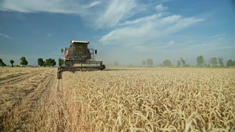 Against the background of a blue sky, a combine harvester collects mature wheat Stock Footage 156714013