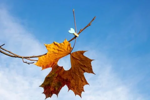 Against the background of the blue sky, a maple leaf with a heart on a clothe Foto stock