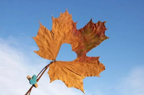 Against the background of the blue sky, a maple leaf with a heart on a clot.. Stock Photos