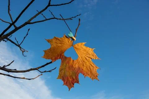 Against the background of the blue sky, a maple leaf with a heart on a clot.. Foto stock