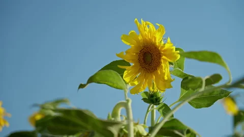 Against the background of the blue sky, a sunflower flower is swaying in the Vídeos de archivo 219323926
