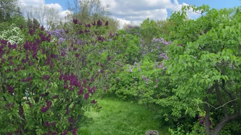 Against the background of the blue sky there many blooming lilacs in the park. Stock Footage 274159116