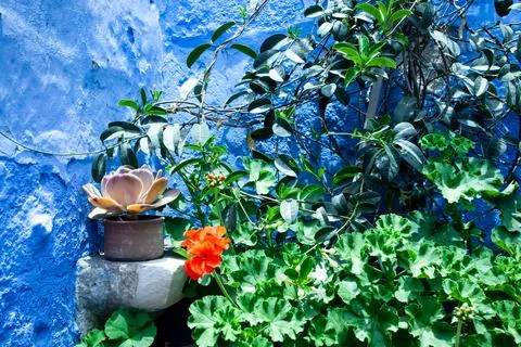 Against the background of the blue wall there are many green plants, focus on Foto stock