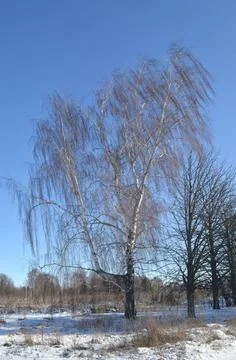 Against the background of a bright spring sky, we observe a white birch. Stock Photos