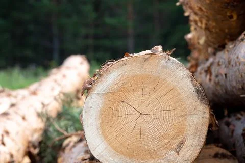 Against the background of the forest in the summer end to us is a tree Stock Photos