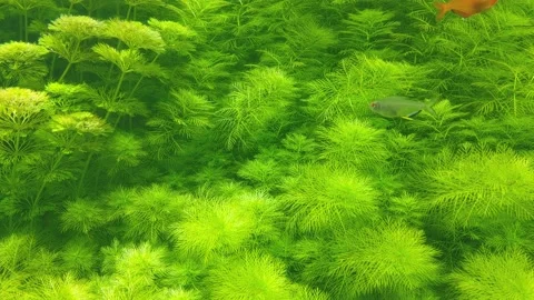 Against the background of green algae, small fish swim Stock Footage 171446805