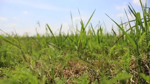 Against the background of green grass, a red trailer drove by. Stock Footage 153923099