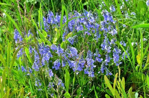Against the background of green, spring grass, we see blooming, blue flowers Stock Photos