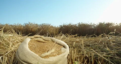 Against the background of a jute bag with wheat, the farmer's hands break 스톡 동영상 133806685