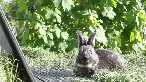 Against the background of the nature the rabbit sitting near laptop Video stock 86294094