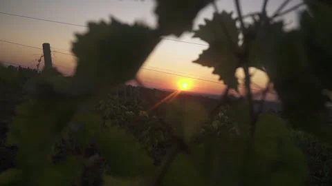 Against the background of the sunset, the dawn through the grabright yellow sun. Stock Footage 153861494
