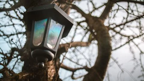 Against the background of the tree lamp Stock Photos