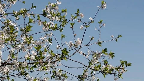 Against the blue sky flowering branches swaying plums Stock Footage 89545237