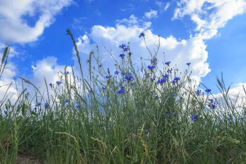 Against a blue sky Stock Photos