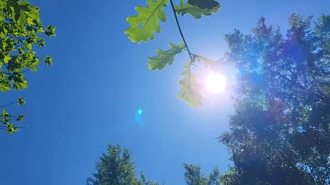 Against a bright blue sky, a sunbeam shines through an oak leaf branch. Stock Footage 336688841