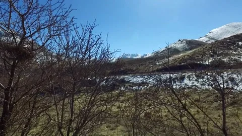 Against a clear blue sky leafless trees stand proudly, stock footage. Stock Footage 304867054