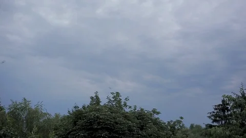 Against a cloudy sky a group of swallows flies in a circle Stock Footage 114317639