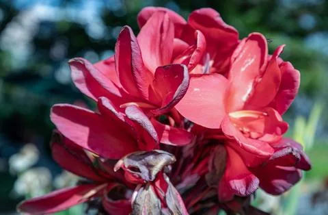 Against a dreamlike backdrop of cool emerald, a cluster of crimson Canna Li.. 写真素材