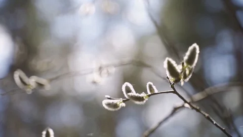 Against the light sky fluffy willow buds Stock Footage 129357393