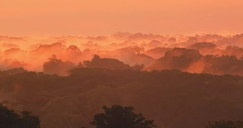 Against a misty rainforest backdrop, parrots in silhouette glide through the Stock Footage 306046975