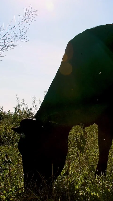Against sun light, dark outline, the silhouette of a cow grazing on green meadow Stock-Footage 313859739