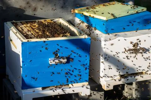 Against a sunny outdoor backdrop, bees come and go from their hive Stock Photos