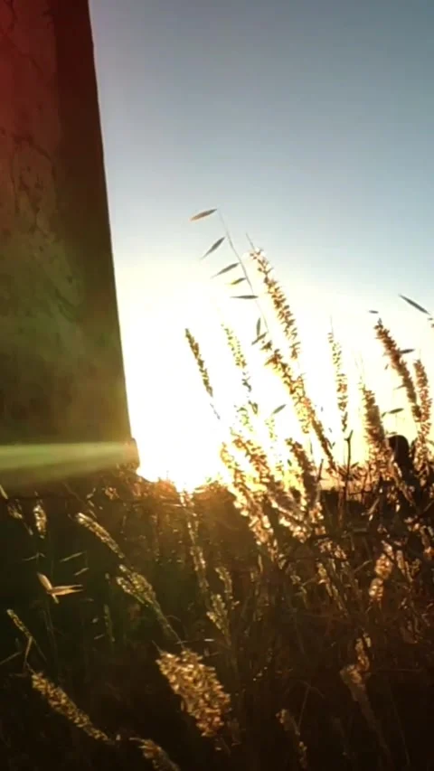 Against the sunset wind in the plants Stock Footage 316049384
