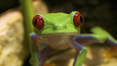 Agalychnis callidryas frog Video stock 127740753