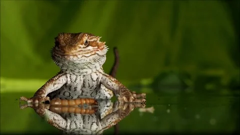 Agama the bearded-house pet. Stock Footage 89464312