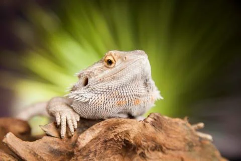Agama bearded, pet on black background, reptile Free Stock Photos