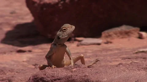 Agama in desert Stock-Footage 8720428