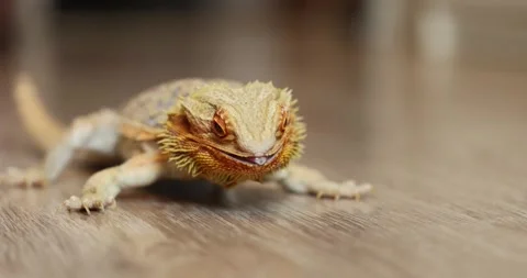 Agama Devours an Argentine Cockroach – Slow Motion Macro Stock Footage 311365422