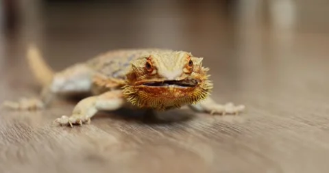 Agama Devours an Argentine Cockroach – Slow Motion Macro Stock Footage 311365423