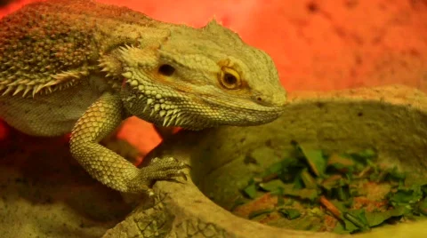 Agama (Dragon lizard) Stock Footage 738630