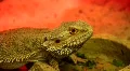 Agama (Dragon lizard) HD Footage