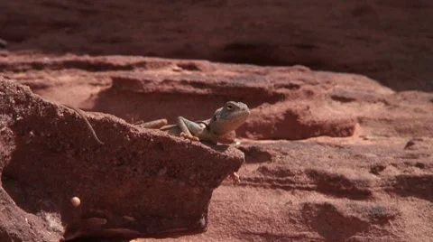 Agama jumps slow motion Stock Footage 8760486