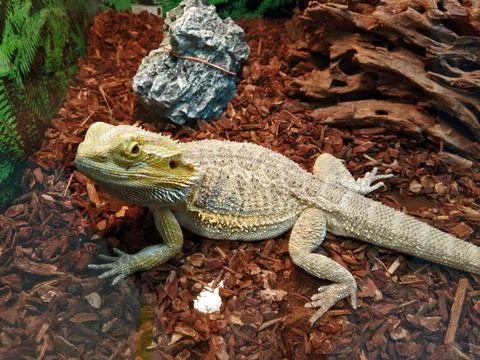 Agama lizard in a cage Fotos Stock