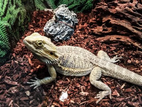 Agama lizard in a cage Stockfoto's