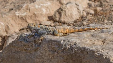 Agama, lizard, a genus of long-tailed, insectivorous Old World lizards. Anima Stock Photos