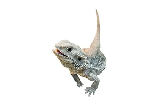 Agama lizard isolated on white background 写真素材