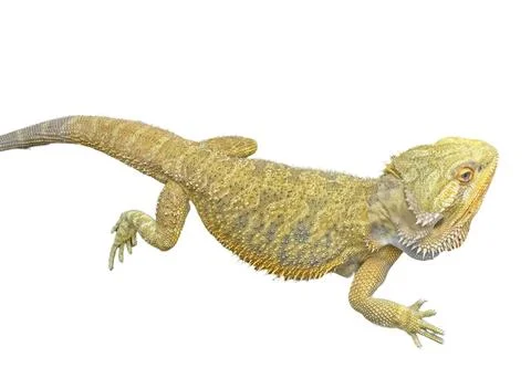 Agama lizard isolated on white background Photos