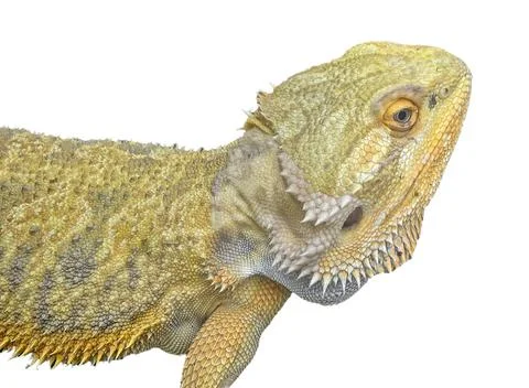 Agama lizard isolated on white background Stock Photos
