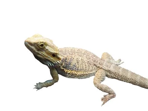 Agama lizard isolated on white 스톡 사진
